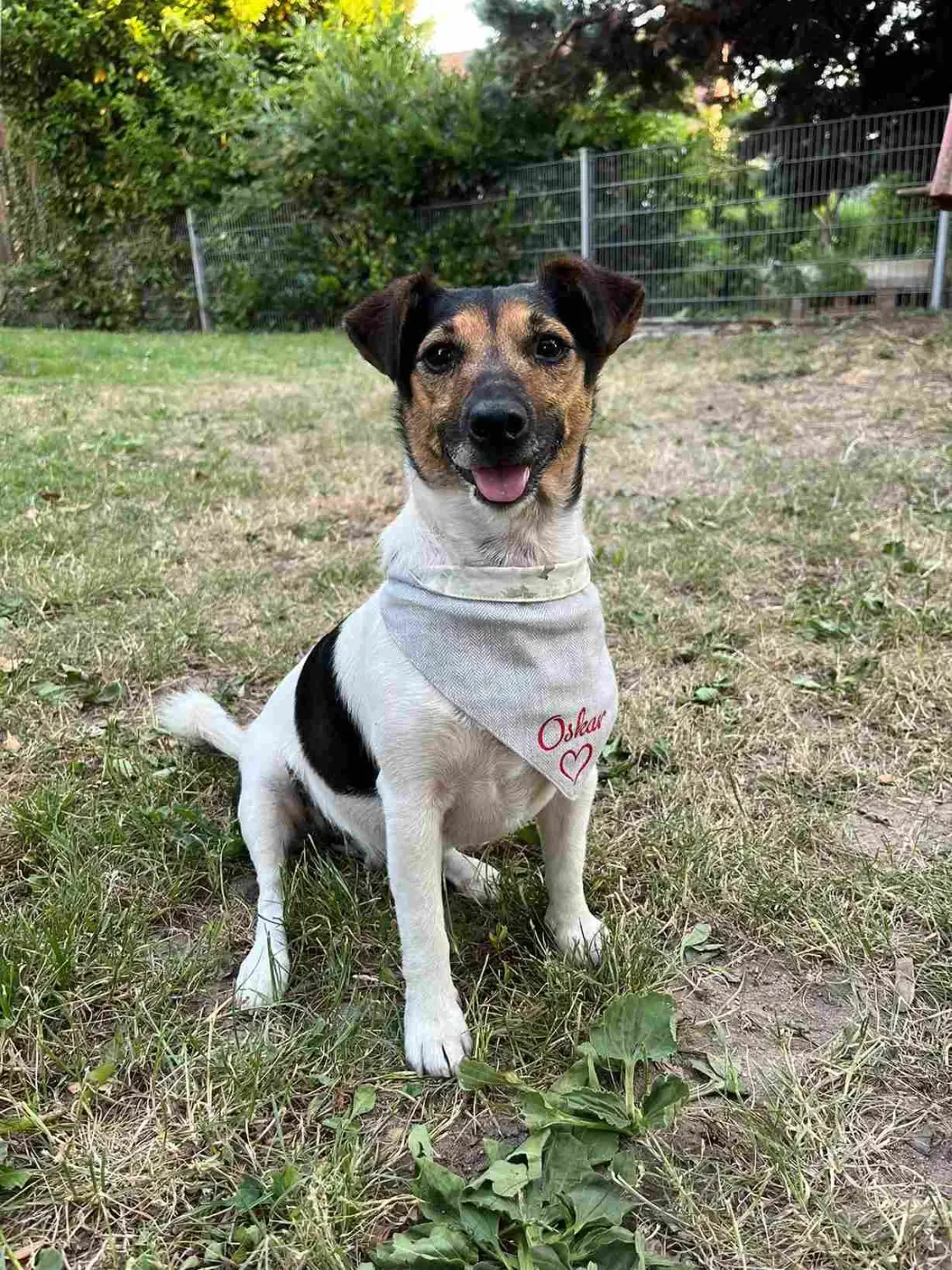 Rundherum – Zubehör für Hunde